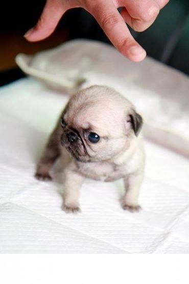 itty bitty pug