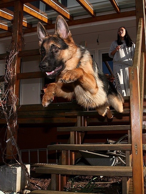 jumping german shepherd home