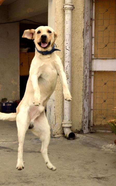 jumping labrador pics amazing