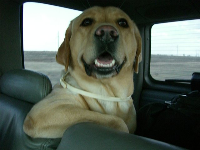 labrador car ride pics fun