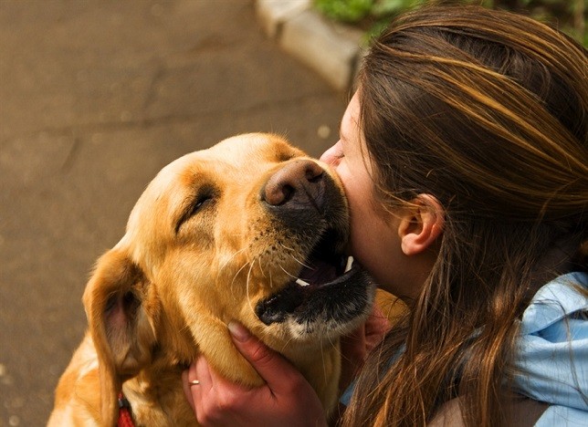 labrador love girl