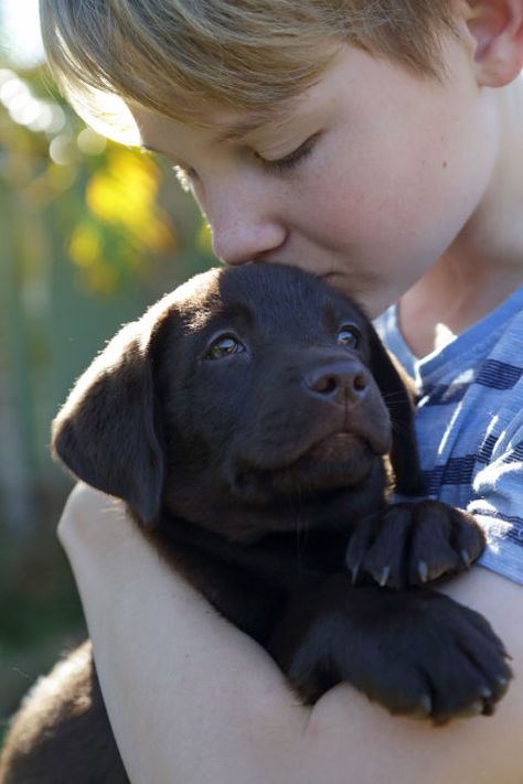 labrador retriever 3