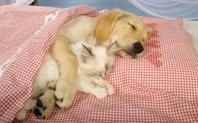 labrador sleep with kitty