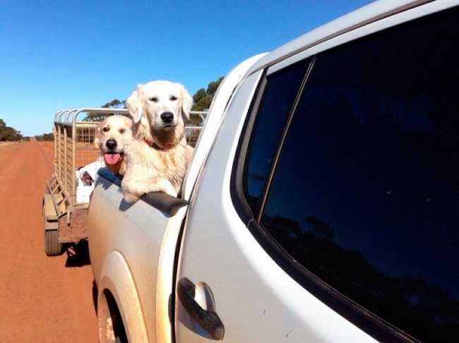 labradors pickup car travel ride