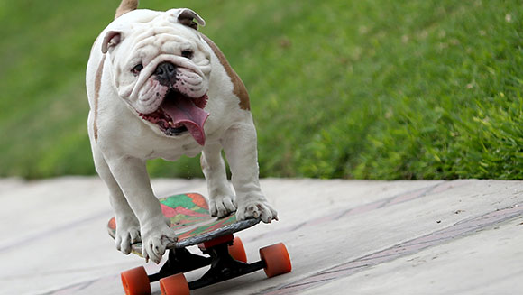 longest-human-tunnel-travelled-through-by-a-skateboarding-dog-header