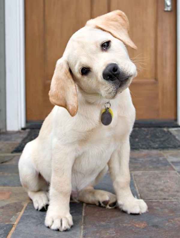 look lab puppy awesome