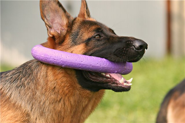 playful german shepherd pics face