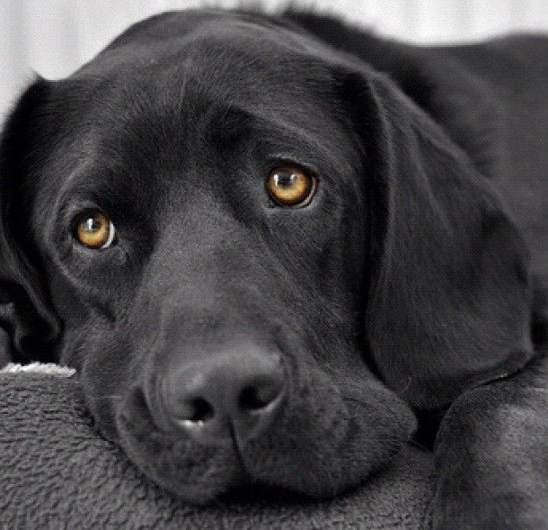 sad face eyes black lab photo