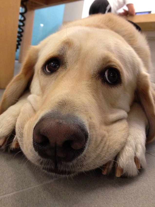 sad labrador face