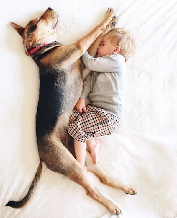 sleeping gsd dog kid friends