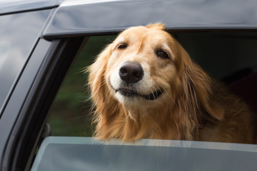 smiling golden retriever car