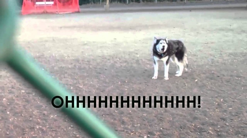 This Husky Doesn’t Want To Leave The Dog Park! The Way He Protests Is Hysterical!