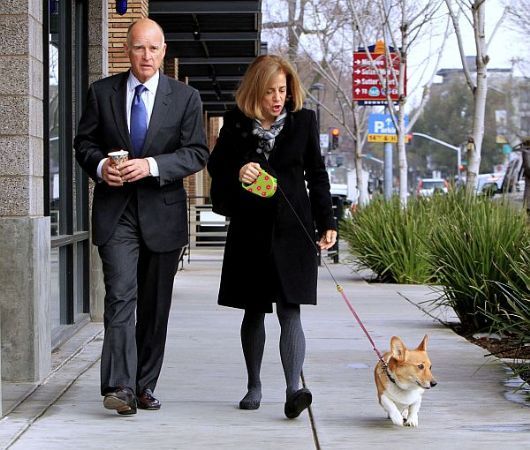 Jerry Brown corgi