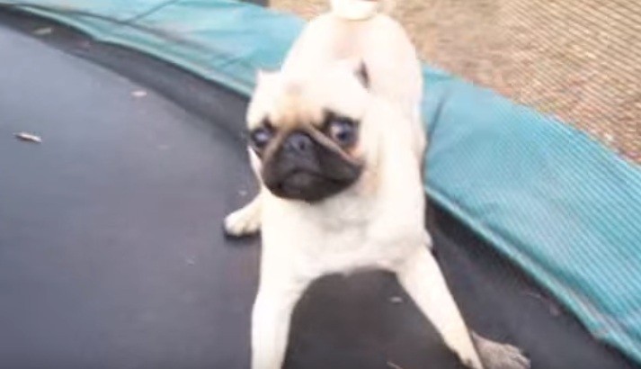 Pug-on-trampoline