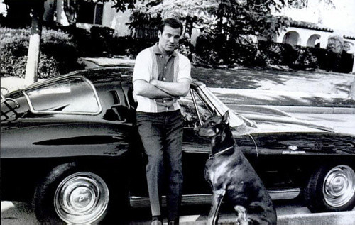 William Shatner doberman