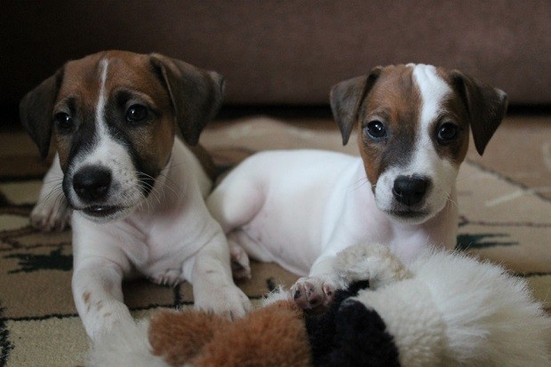 amazing dog pups jack russells