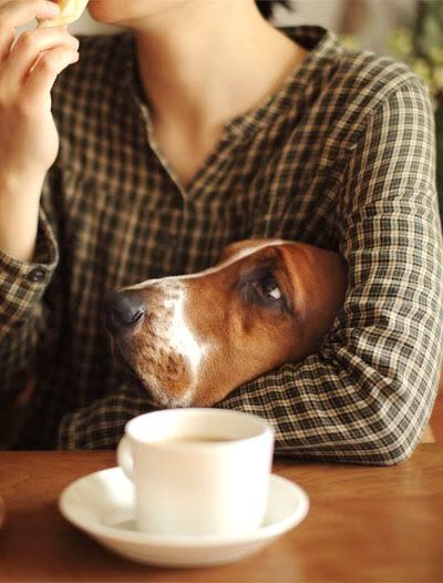 basset hound begging