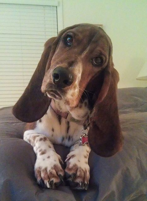 basset hound head tilt photo