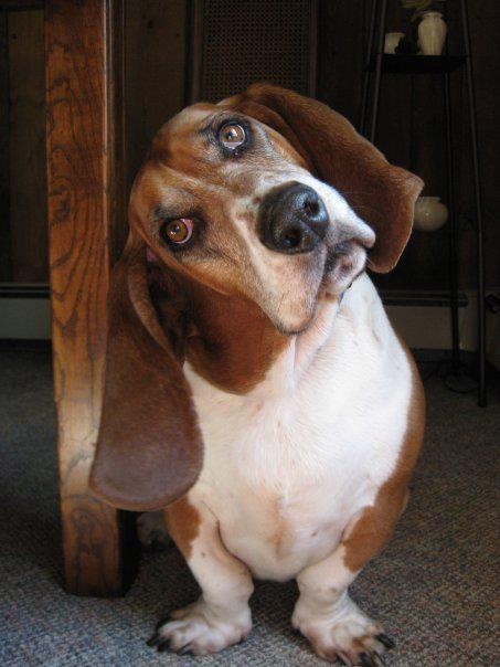 basset hound head tilt