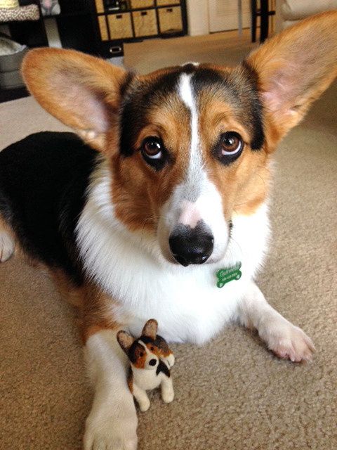 beautiful corgi eyes photo