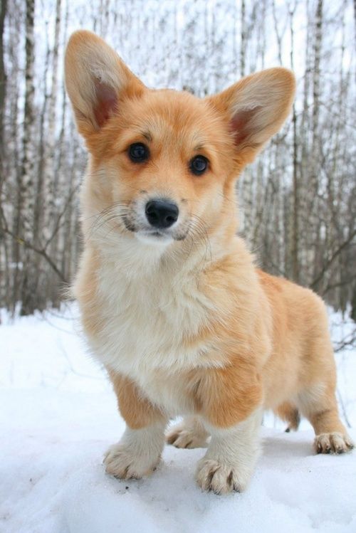 beautiful corgi photo winter