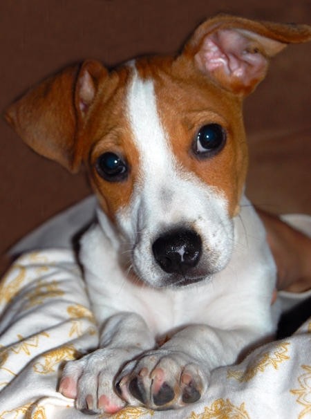 beautiful jack russell