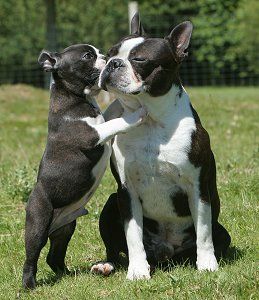 boston terrier 12