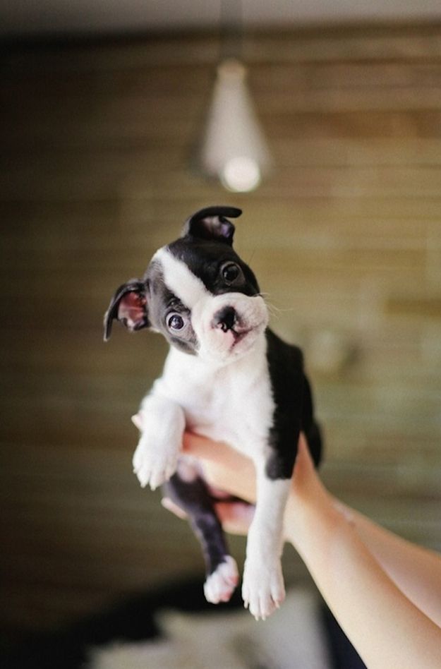 boston terrier 15