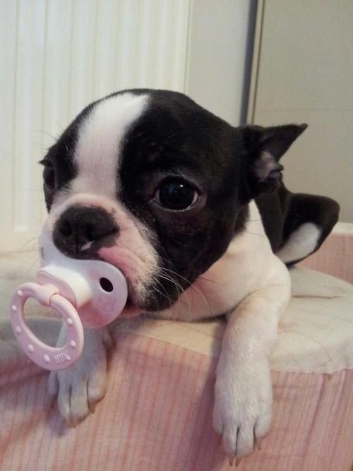 boston terrier 2