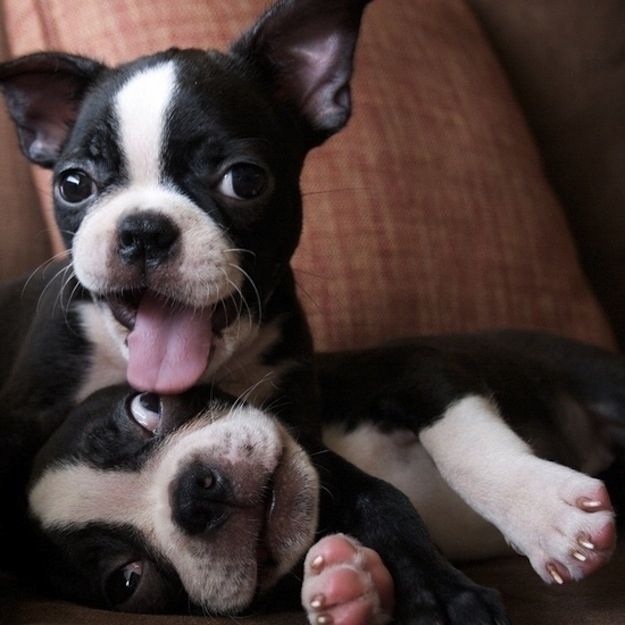 boston terrier 3