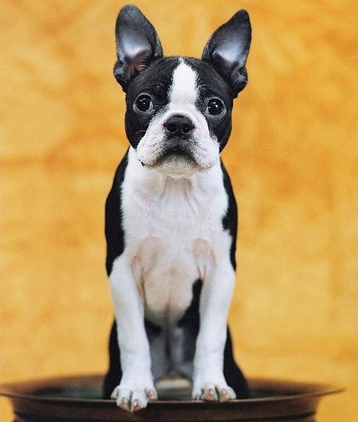 boston terrier 4