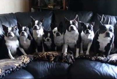 boston terrier 5