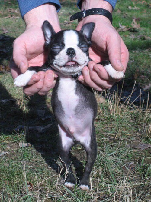 boston terrier 6