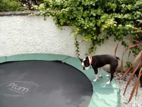 Boston Terrier Bouncing On A Trampoline Is The Funniest Thing Ever!