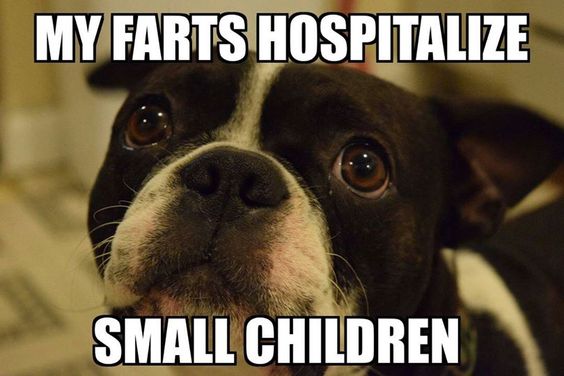 boston terrier fart meme