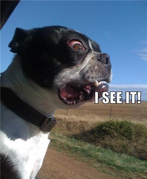 boston terrier meme