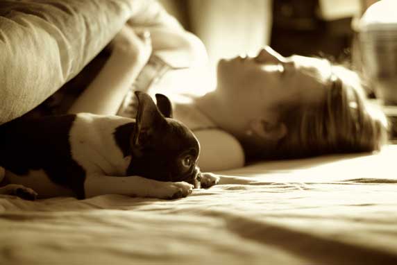 boston terrier nap partner