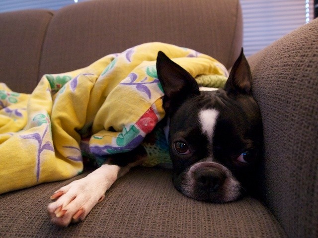 boston terrier rest