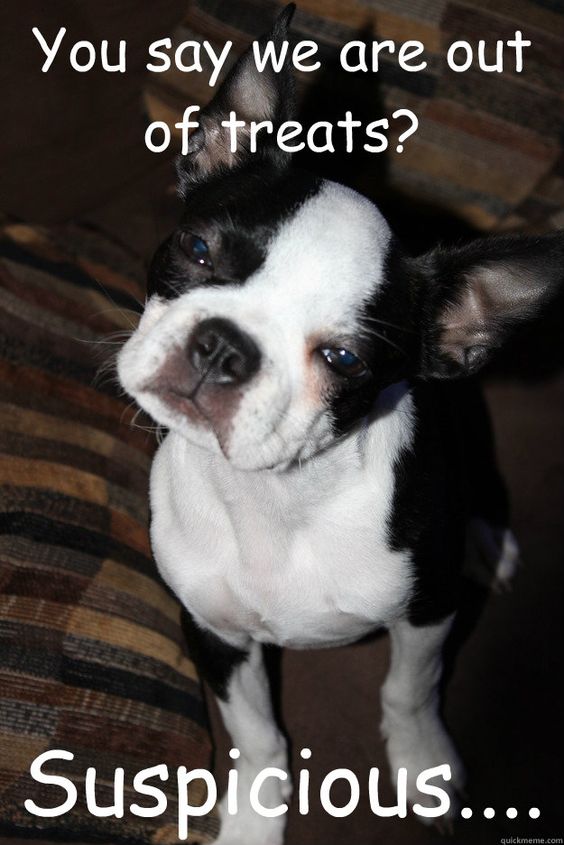 boston terrier treats meme