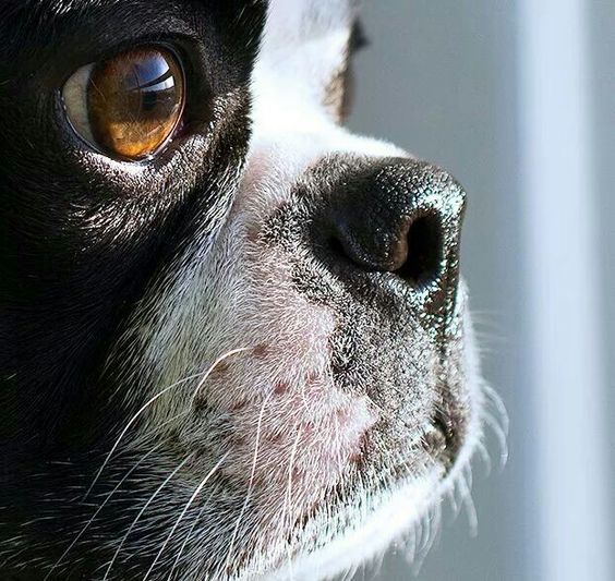 boston terrier wait