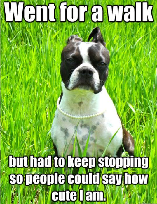 boston terrier walk meme photo