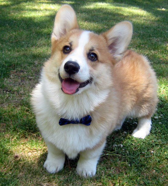 corgi 12