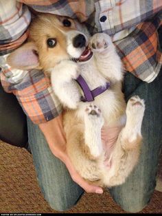 corgi 3