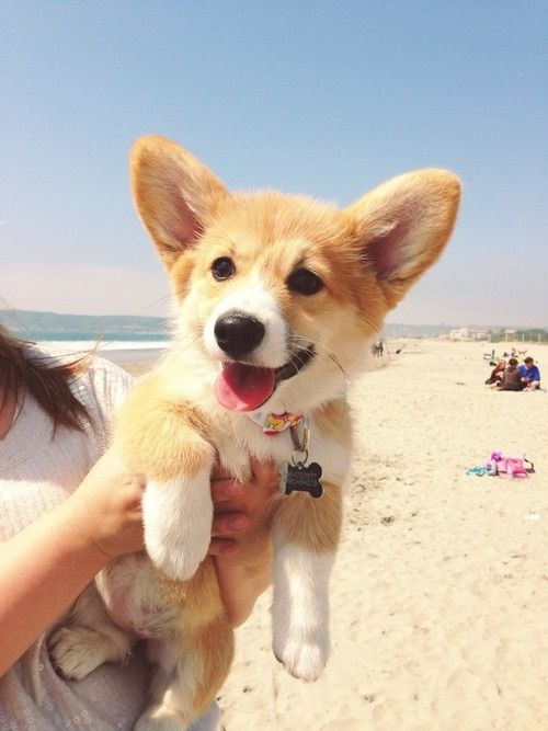 corgi 4