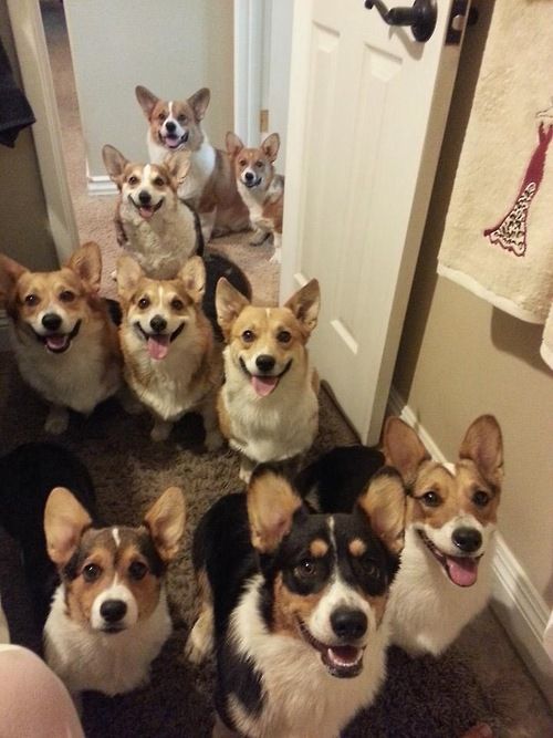 corgi 5