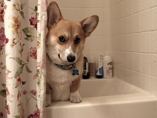 corgi face amazing think