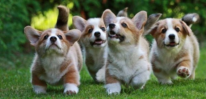 corgi park photo puppies
