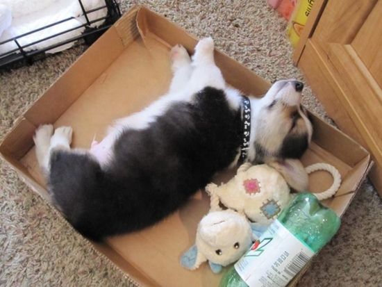 corgi puppy sleep pics