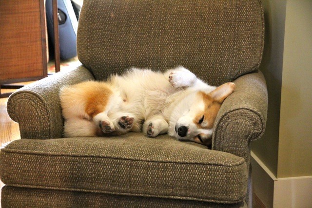 corgi sleep on couch