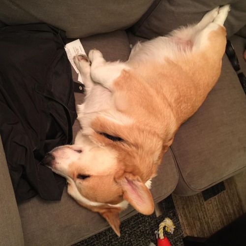 corgi sleeping on sofa photo